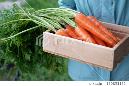 Harvesting fresh carrots in a garden on a sunny afternoon 130853122