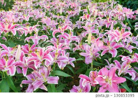 Bright juicy lilies.Pink blooms with large petals on nature. Bright juicy lilies.Pink blooms with large petals on nature. 130853395
