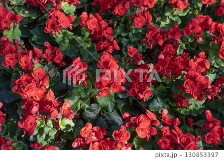 Red colored begonias (Begonia tuberhybrida) in garden Red colored begonias (Begonia tuberhybrida) in garden 130853397