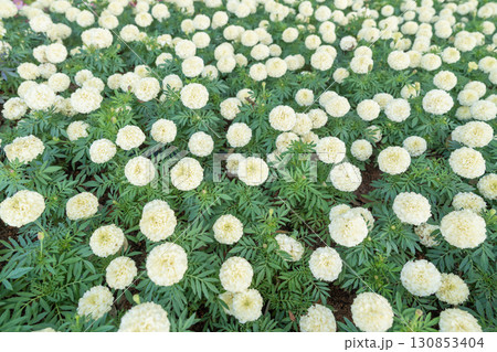 White marigold Cream, large, round, beautiful flowers. Big, fluffy flowers. White marigold Cream, large, round, beautiful flowers. Big, fluffy flowers. 130853404