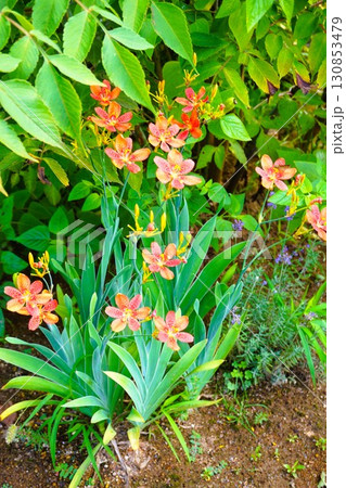 ヒオウギ　檜扇 130853479