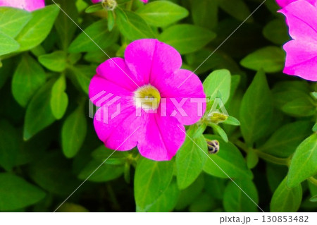 ペチュニア Petunia 花 ペチュニア Petunia 花 130853482