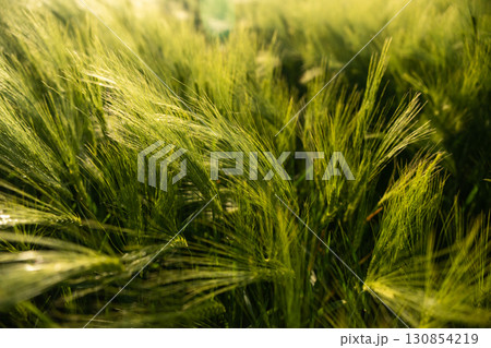 Close-up of fresh green barley ears growing in agricultural field at golden sunlight Close-up of fresh green barley ears growing in agricultural field at golden sunlight 130854219