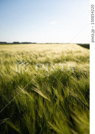 Green barley field swaying in the wind on a sunny summer day with clear blue sky Green barley field swaying in the wind on a sunny summer day with clear blue sky 130854220