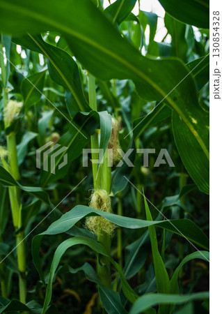 Close-up of green corn stalks with young cobs growing on farmland during summer season 130854328