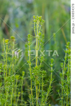 Beautiful blooming white bedstraw in June, galium album 130854378