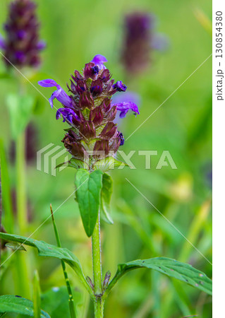 Prunella Vulgaris makro single natural flower, medicinal herbs nature background Prunella Vulgaris makro single natural flower, medicinal herbs nature background 130854380