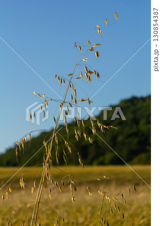 Fatua oatmeal. Stem, leaf and hanging ears of wild oats. Grasses Fatua oatmeal. Stem, leaf and hanging ears of wild oats. Grasses 130854387