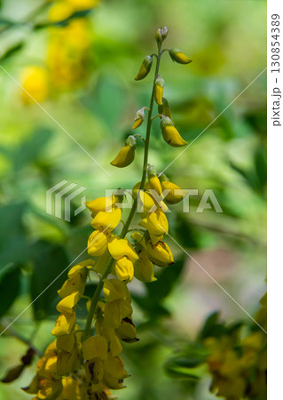 Lembotropis nigricans grows in the wild. A delicate branch of yellow flowers on Cyni Broom Shrub Lembotropis nigricans grows in the wild. A delicate branch of yellow flowers on Cyni Broom Shrub 130854389