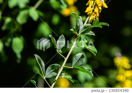 Lembotropis nigricans grows in the wild. A delicate branch of yellow flowers on Cyni Broom Shrub Lembotropis nigricans grows in the wild. A delicate branch of yellow flowers on Cyni Broom Shrub 130854390