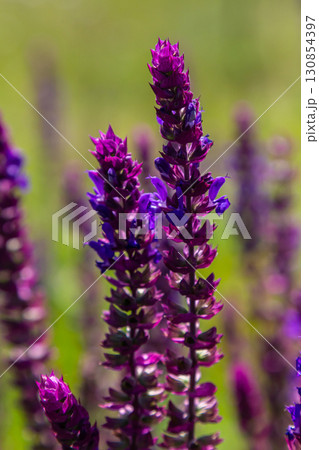 Salvia nemorosa, forest sage, beautiful bright color, violet blue flowers in bloom, muscadine flowering ornamental plants in the garden 130854397