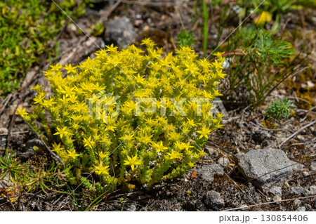 Muller seeds in forest bed. Sedum acre. Yellow flowers growing in the field Muller seeds in forest bed. Sedum acre. Yellow flowers growing in the field 130854406
