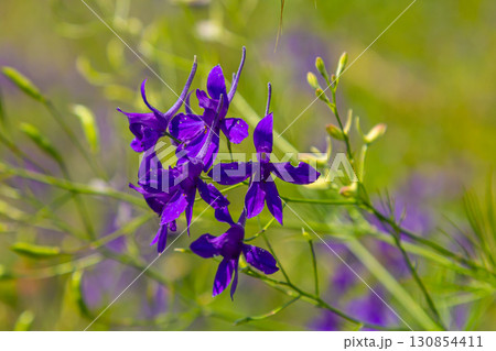 Delicate inflorescences. Field consolidation. Consolida regalis. Beautiful flower background of nature 130854411