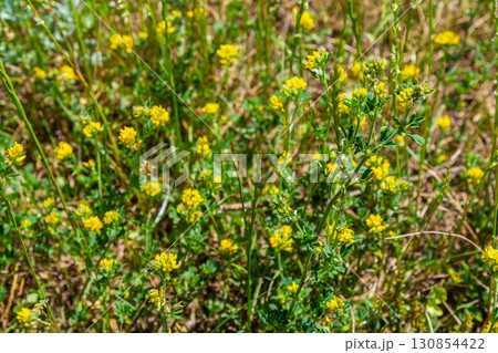 Medicago falcata, plant species of the genus Medicago. It is native to much of Europe and Asia 130854422