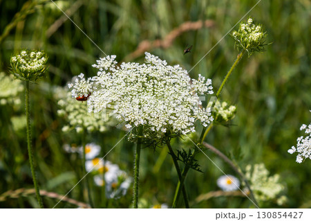 Daucus carota known as wild carrot blooming plant Daucus carota known as wild carrot blooming plant 130854427