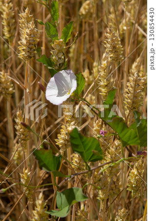 Field bindweed or Convolvulus arvensis European bindweed Creeping Jenny Possession vine herbaceous perennial plant with open and closed white flowers surrounded with dense green leaves Field bindweed or Convolvulus arvensis European bindweed Creeping Jenny Possession vine herbaceous perennial plant with open and closed white flowers surrounded with dense green leaves 130854430
