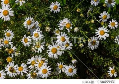 Matricaria chamomilla, commonly known as chamomile, wild chamomile, blue chamomile, or scented mayweed. A piece of the summer meadow Matricaria chamomilla, commonly known as chamomile, wild chamomile, blue chamomile, or scented mayweed. A piece of the summer meadow 130854431