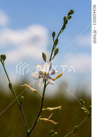 Fragile white and yellow flowers of Anthericum ramosum, star-shaped, growing in a meadow in the wild, blurred green background, warm colors, bright and sunny summer day 130854436