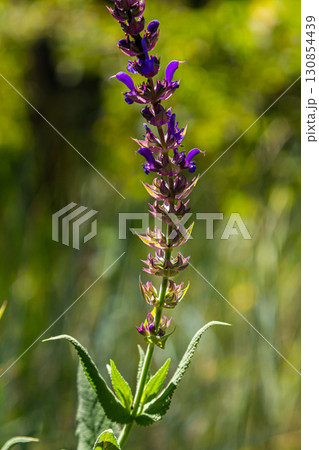 Salvia nemorosa, forest sage, beautiful bright color, violet blue flowers in bloom, muscadine flowering ornamental plants in the garden Salvia nemorosa, forest sage, beautiful bright color, violet blue flowers in bloom, muscadine flowering ornamental plants in the garden 130854439