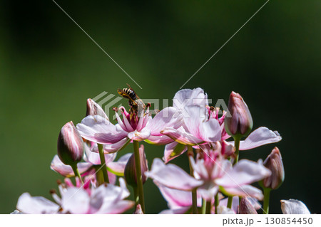 Photo butomus umbellatus flower burchardia, macro photo, forest water lily flower, summer spring, botany, background pink 130854450