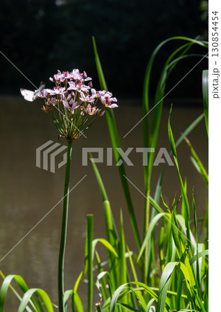 Photo butomus umbellatus flower burchardia, macro photo, forest water lily flower, summer spring, botany, background pink Photo butomus umbellatus flower burchardia, macro photo, forest water lily flower, summer spring, botany, background pink 130854454