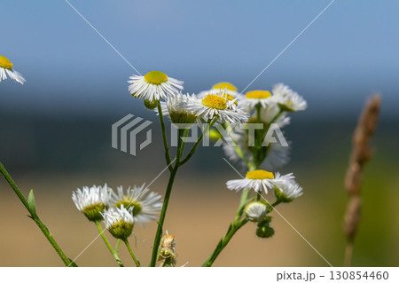 Erigeron annuus known as annual fleabane, daisy fleabane, or eastern daisy fleabane 130854460