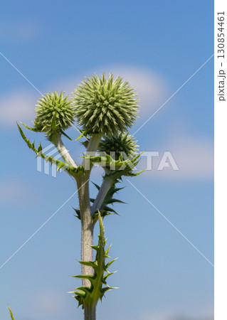 In the wild, the honey plant echinops sphaerocephalus blooms In the wild, the honey plant echinops sphaerocephalus blooms 130854461