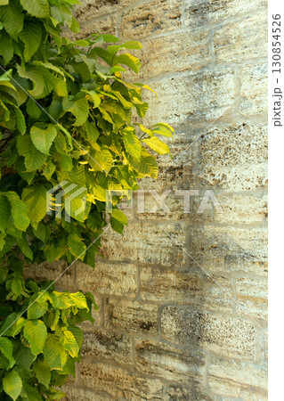 A green bush sprouted in an old brick wall 130854526