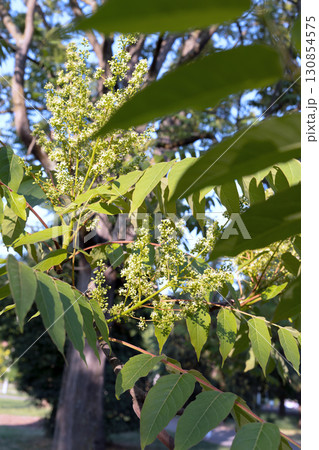 flowering on a tree flowering on a tree 130854575