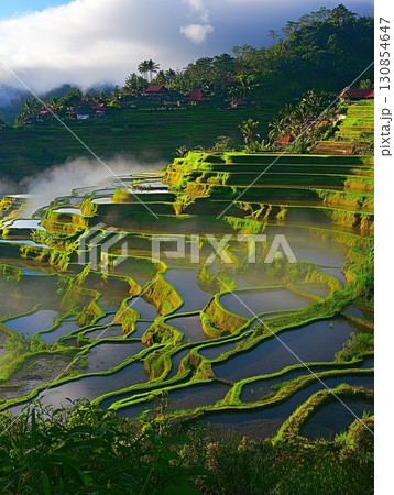Stunning Sunrise Over Lush Green Rice Terraces Bali Indonesia Asia View Farm Mist Paddy Water Rural 130854647