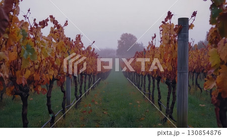 Autumn Vineyard Rows Misty Morning Vineyard Landscape Photography fog red wine fall view farm calm 130854876