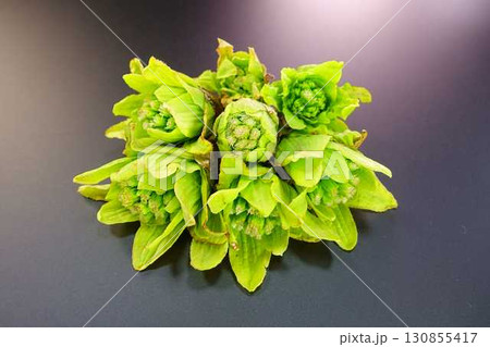 フキノトウ　ふきのとう　蕗の薹 130855417