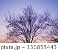 夕暮れ空に浮かぶ木のシルエット 130855443