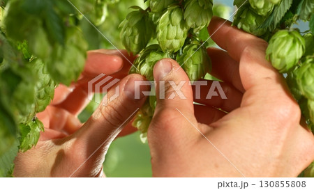 Macro shot of a farmer controlling hop cones on a farm Macro shot of a farmer controlling hop cones on a farm 130855808