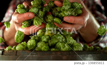 Male hands holding a handful of fresh green hop cones on old wooden barrel. A brewer harvests plants to make craft beer 130855811