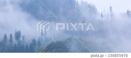 Pine trees black stylized silhouette photo 130855978