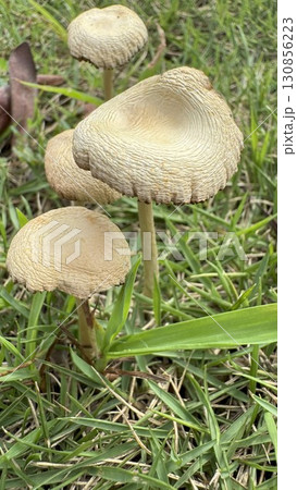 芝生の上に生えたキノコ 芝生の上に生えたキノコ 130856223