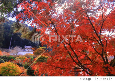 出石城跡 隅櫓 西(兵庫県豊岡市出石町)境内の紅葉 出石城跡 隅櫓 西(兵庫県豊岡市出石町)境内の紅葉 130856417