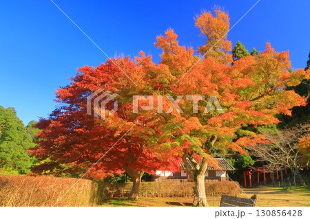 出石城跡二の丸(兵庫県豊岡市出石町)の紅葉 出石城跡二の丸(兵庫県豊岡市出石町)の紅葉 130856428