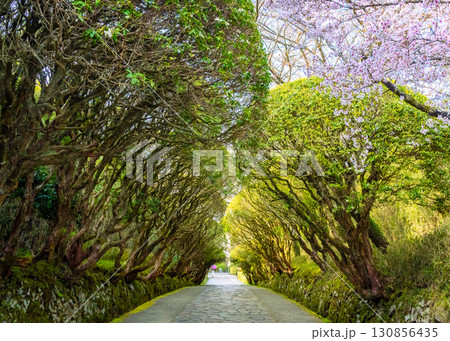 恩賜箱根公園の中央園路にあるアセビのトンネルと満開のソメイヨシノ 130856435