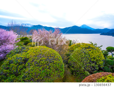 恩賜箱根公園の湖畔路に咲く満開のまめさくらと芦ノ湖の向こうに富士山が見える風景 130856437