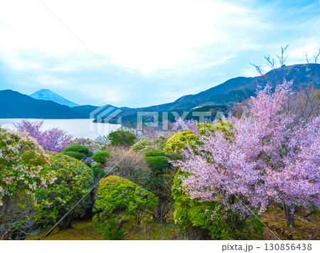 恩賜箱根公園の弁天の鼻展望台に咲く満開のまめさくらと芦ノ湖の向こうに富士山が見える風景 130856438