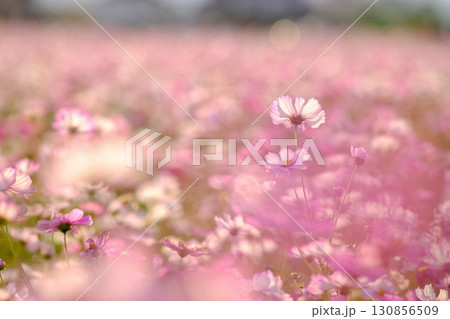 一面に咲き誇る満開のコスモス畑 130856509