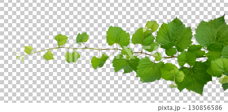 vine frame leaf vine Isolate on transparent background PNG file 130856586