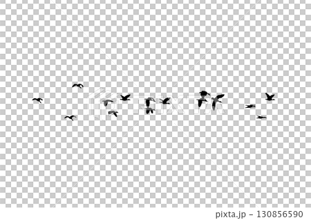 Bird sillhouette Flock black birds. Flocks of flying pigeons isolated on background. Save with clipping path. flying birds formation of pigeons many isolated for backgound PNG Bird sillhouette Flock black birds. Flocks of flying pigeons isolated on background. Save with clipping path. flying birds formation of pigeons many isolated for backgound PNG 130856590