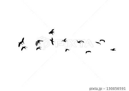 Bird sillhouette Flock black birds. Flocks of flying pigeons isolated on background. Save with clipping path. flying birds formation of pigeons many isolated for backgound PNG 130856591