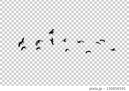Bird sillhouette Flock black birds. Flocks of flying pigeons isolated on background. Save with clipping path. flying birds formation of pigeons many isolated for backgound PNG 130856591