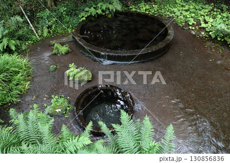 柿田川湧水公園 第二展望台の湧水 静岡県清水町 柿田川湧水公園 第二展望台の湧水 静岡県清水町 130856836