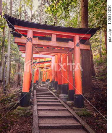 Ascending path through dense woods and torii tunnel at Fushimi Inari Kyoto Shinto pilgrimage site 130856856