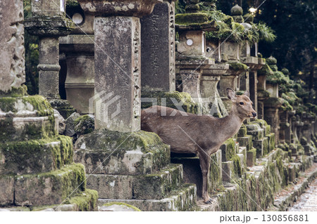 Young sika deer among old mossy stone lanterns in Nara filmed with soft light vintage film style 130856881